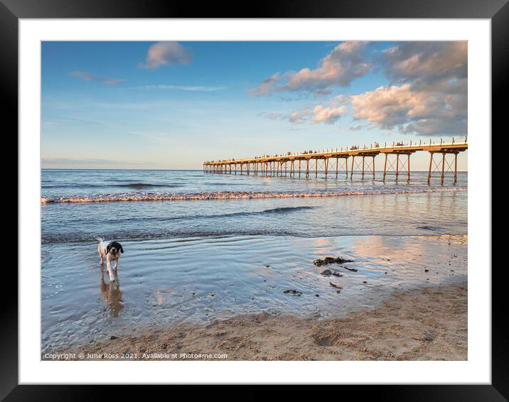 Doggy Paddling at Saltburn-by-the-Sea Framed Mounted Print by June Ross