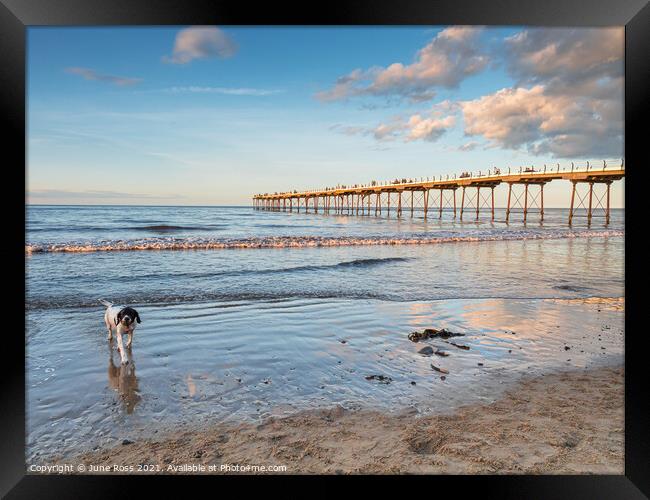 Doggy Paddling at Saltburn-by-the-Sea Framed Print by June Ross