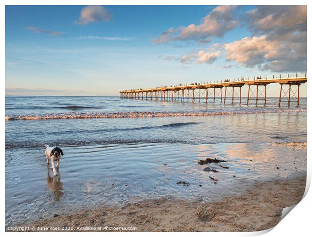 Doggy Paddling at Saltburn-by-the-Sea Print by June Ross