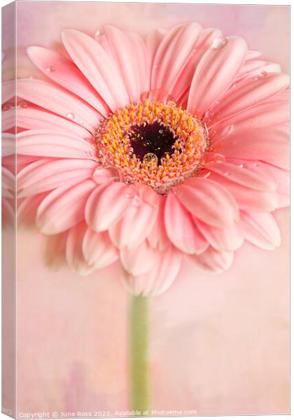Gerbera Flower on Pink Canvas Print by June Ross