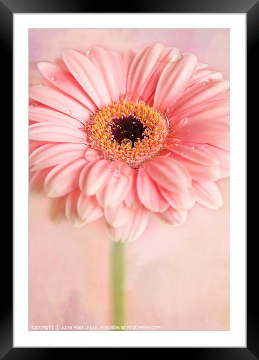 Gerbera Flower on Pink Framed Mounted Print by June Ross