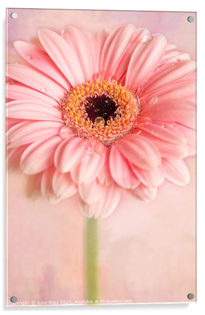 Gerbera Flower on Pink Acrylic by June Ross