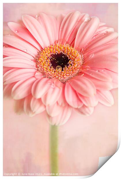 Gerbera Flower on Pink Print by June Ross