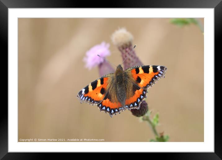 Majestic Tortoiseshell Butterfly Framed Mounted Print by Simon Marlow