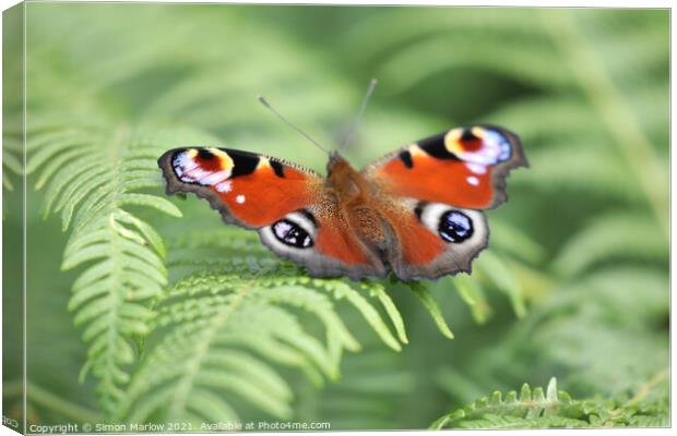 Peacock Butterfly Canvas Print by Simon Marlow