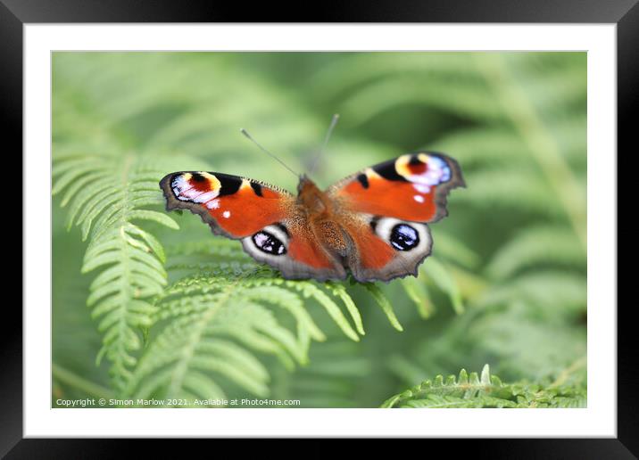 Peacock Butterfly Framed Mounted Print by Simon Marlow