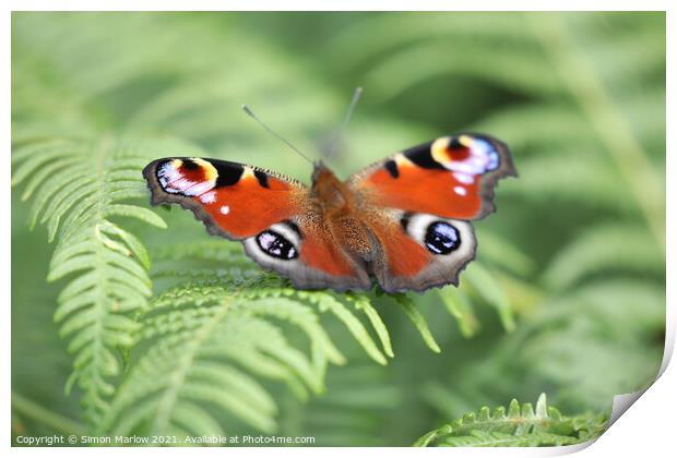 Peacock Butterfly Print by Simon Marlow