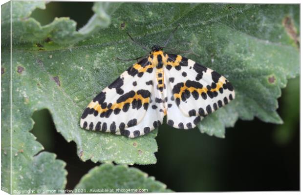 Allure of the Magpie Moth Canvas Print by Simon Marlow