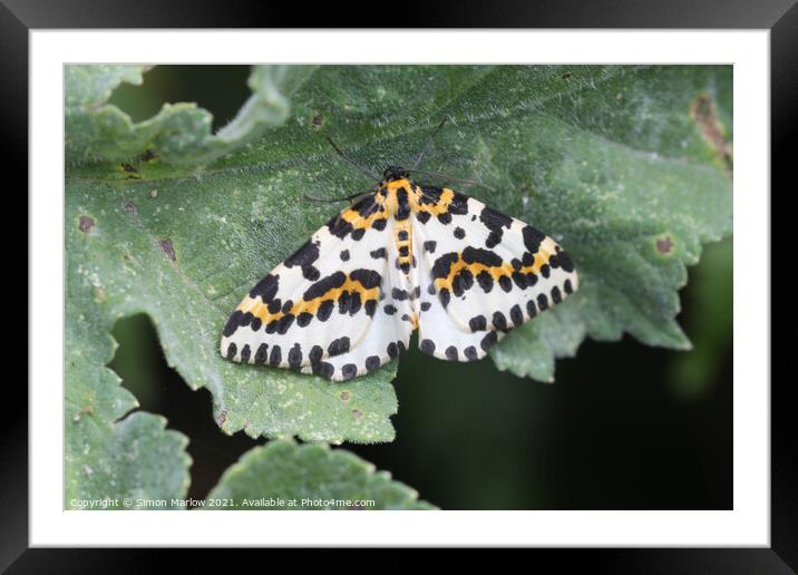 Allure of the Magpie Moth Framed Mounted Print by Simon Marlow
