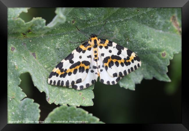 Allure of the Magpie Moth Framed Print by Simon Marlow