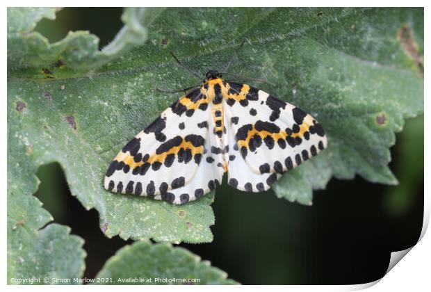 Allure of the Magpie Moth Print by Simon Marlow