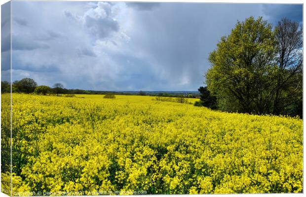 Rapeseed fields Landscape Canvas Print by Diana Mower