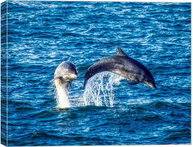 Dolphins jumping Canvas Print by simon cowan