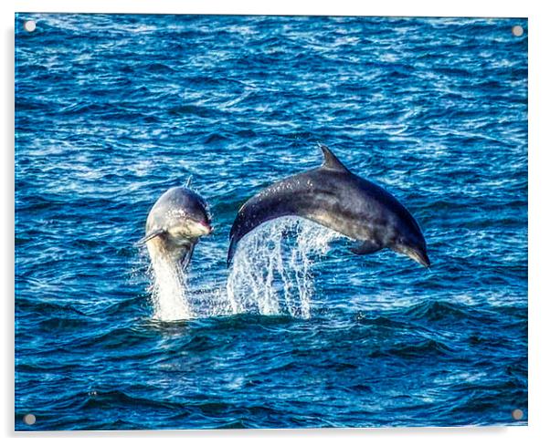 Dolphins jumping Acrylic by simon cowan