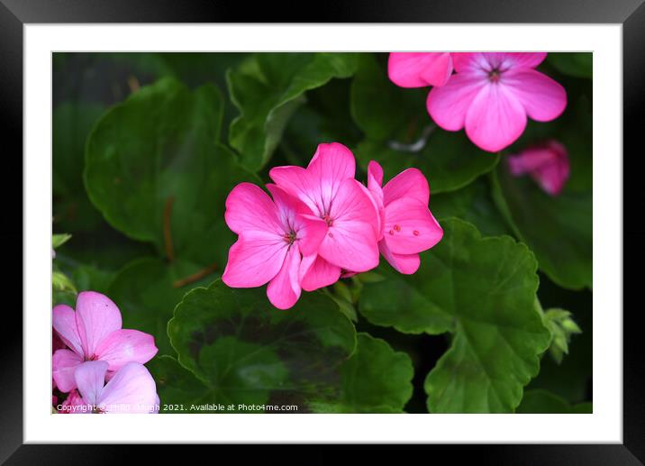 Plant flower Framed Mounted Print by Philip Gough