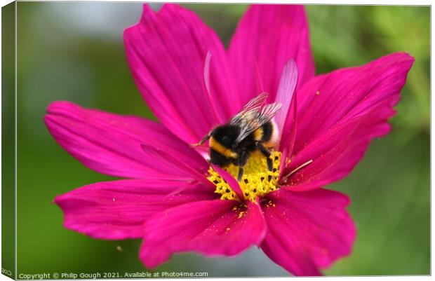 Plant flower Canvas Print by Philip Gough