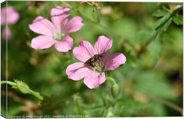 Plant flower Canvas Print by Philip Gough