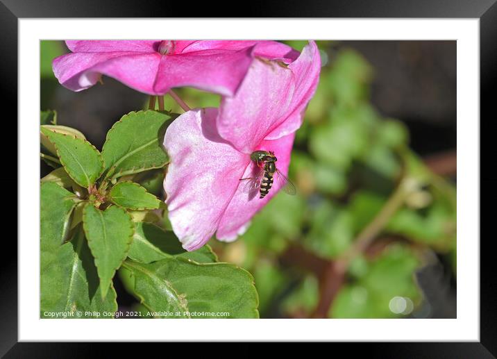 Plant flower Framed Mounted Print by Philip Gough