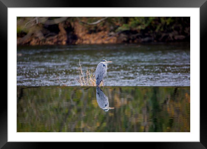 The Grey Heron Framed Mounted Print by Roger Green