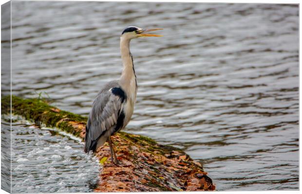 The Grey Heron Canvas Print by Roger Green