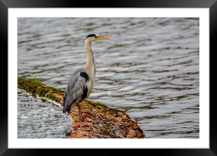 The Grey Heron Framed Mounted Print by Roger Green