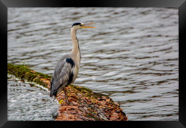 The Grey Heron Framed Print by Roger Green