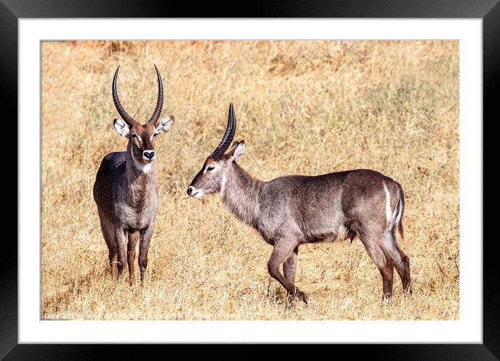Waterbuck on the plains of Africa Framed Mounted Print by Steve de Roeck