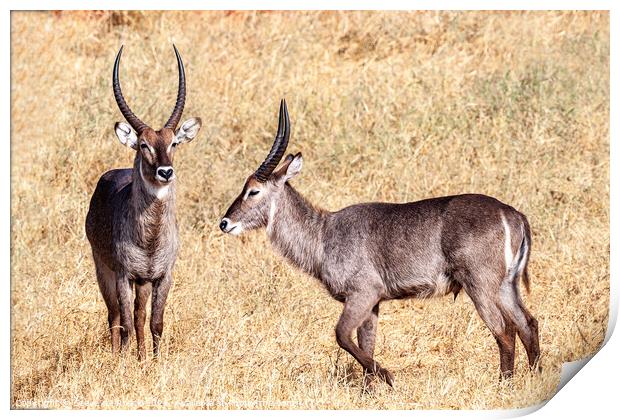 Waterbuck on the plains of Africa Print by Steve de Roeck