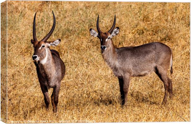 A pair of Defasso Waterbuck on the plains of Africa Canvas Print by Steve de Roeck
