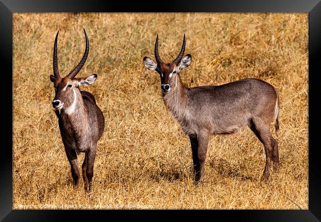A pair of Defasso Waterbuck on the plains of Africa Framed Print by Steve de Roeck