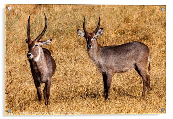A pair of Defasso Waterbuck on the plains of Africa Acrylic by Steve de Roeck