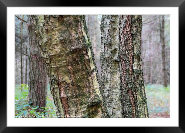 Silver Birch Trunks Framed Mounted Print by GJS Photography Artist
