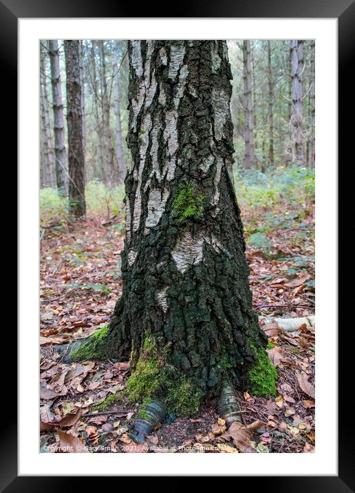 Silver Birch with Moss  Framed Mounted Print by GJS Photography Artist