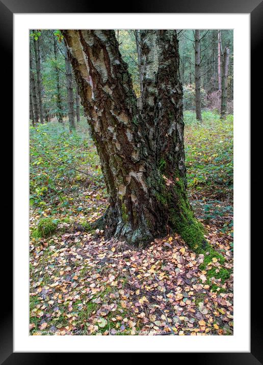 Silver Birch Tree With Colourful Leaves Framed Mounted Print by GJS Photography Artist