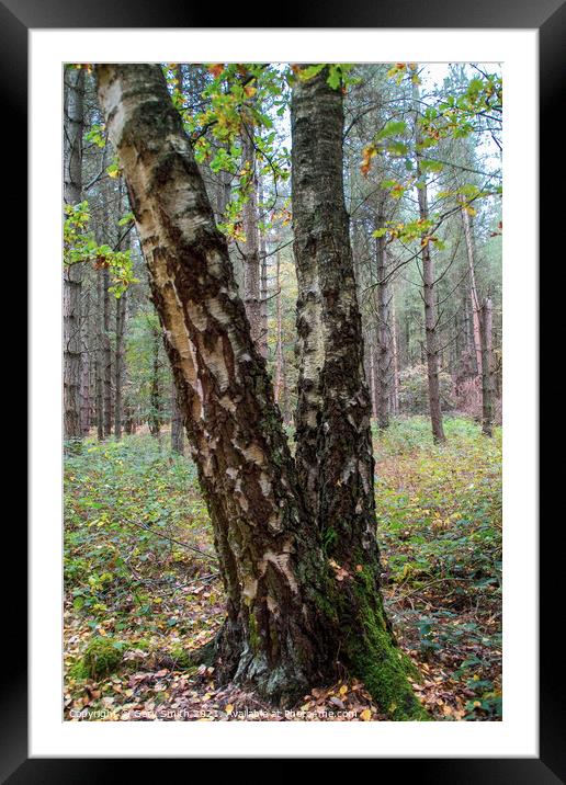 Aged Silver Birch  Framed Mounted Print by GJS Photography Artist