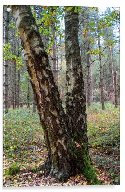 Aged Silver Birch  Acrylic by GJS Photography Artist