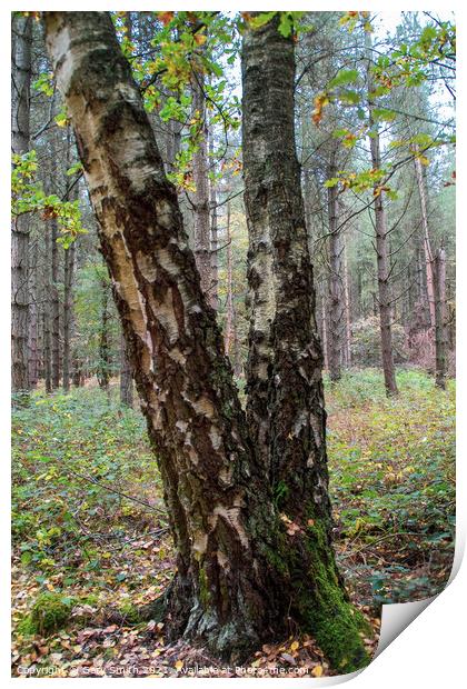 Aged Silver Birch  Print by GJS Photography Artist