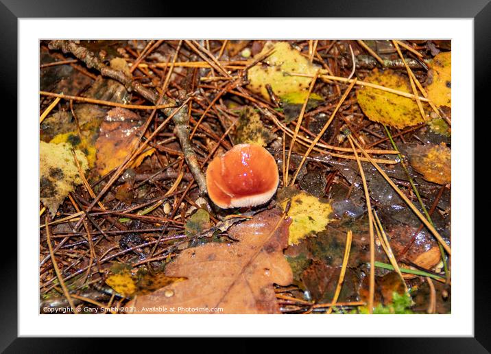 Single Beechwood Sickener Fungi Framed Mounted Print by GJS Photography Artist