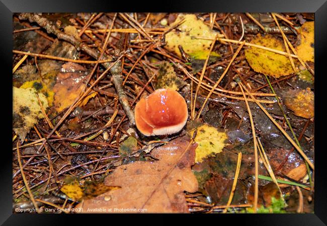 Single Beechwood Sickener Fungi Framed Print by GJS Photography Artist