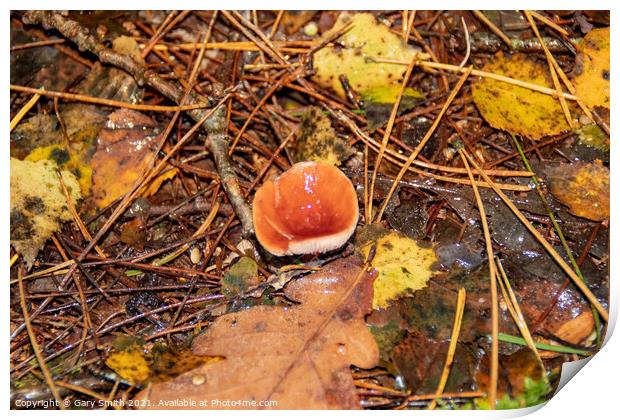 Single Beechwood Sickener Fungi Print by GJS Photography Artist