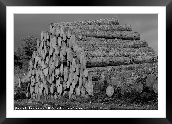 the wood pile Framed Mounted Print by terrylee davis