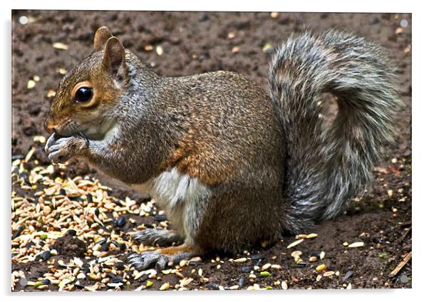 Grey Squirrel - Sciurus Caroliniensis Acrylic by Roger Green