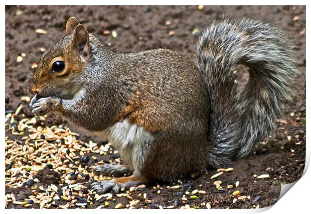Grey Squirrel - Sciurus Caroliniensis Print by Roger Green