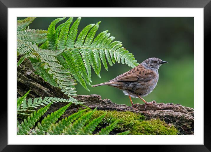 Hedge Accentor in Forest Framed Mounted Print by Arterra 