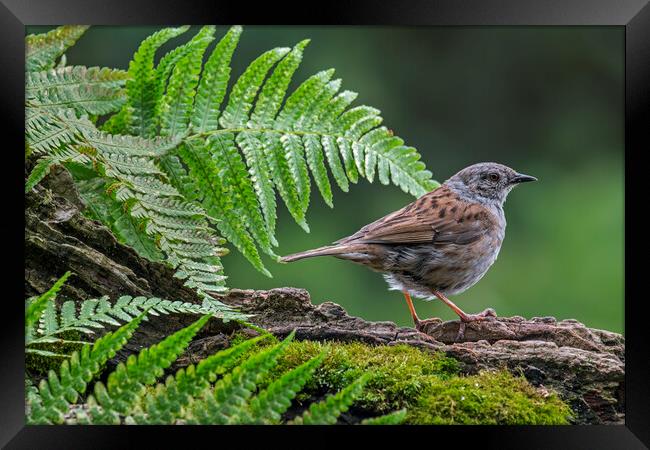 Hedge Accentor in Forest Framed Print by Arterra 
