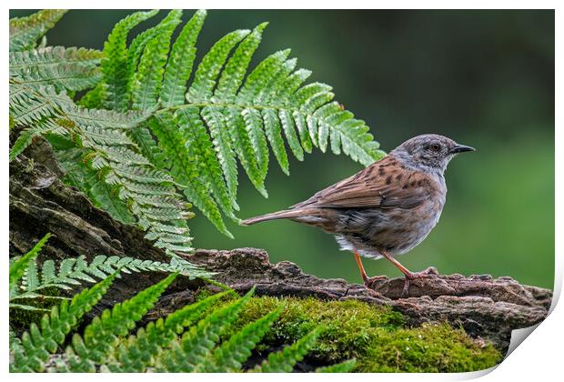 Hedge Accentor in Forest Print by Arterra 