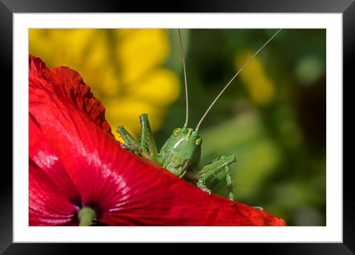 Great Green Bush-Cricket on Poppy Framed Mounted Print by Arterra 