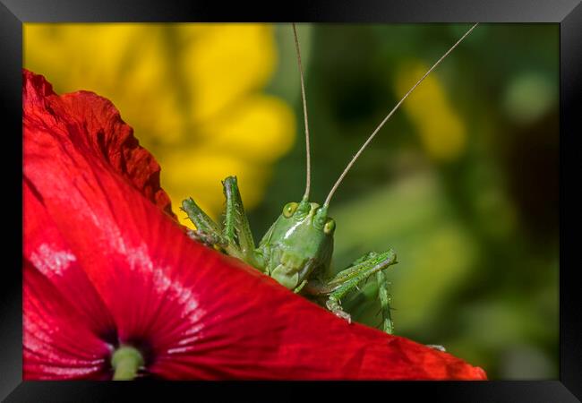 Great Green Bush-Cricket on Poppy Framed Print by Arterra 