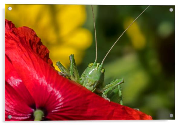 Great Green Bush-Cricket on Poppy Acrylic by Arterra 