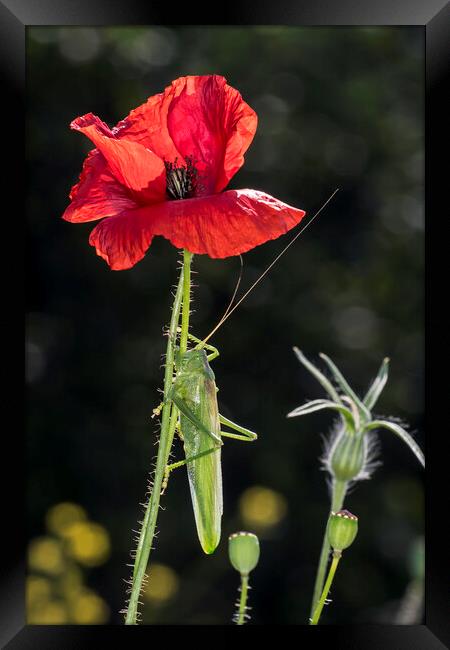 Great Green Bush-Cricket Climbing Poppy Framed Print by Arterra 